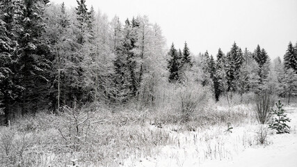 Winter forest with fir trees and snow landscape