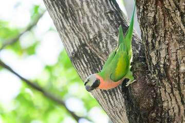 green Parrots in nature