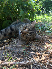 Naklejka na ściany i meble the cat is resting in the garden under the bush