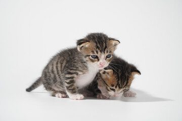 Tabby Cat kitten posing on white background tiger marble stripe