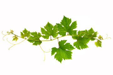 Branch of grape vine on white background