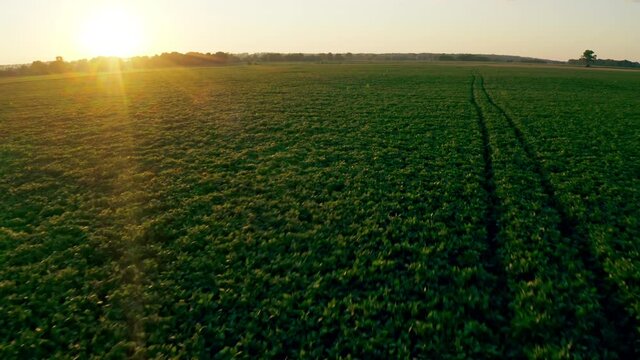 Field plant sunset grass farm countryside nature floar