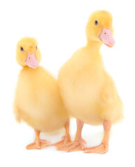 Little cute duckling.