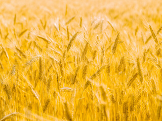 Yellow cereal field on a summer day, sunlight, natural background