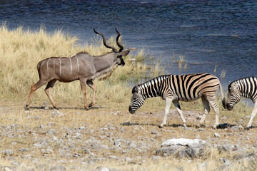 A male Kudu and a Zebra at the waterhole
