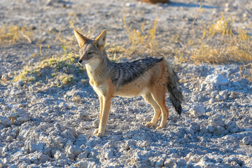 A Black Backed Jackal standing