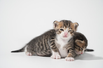 Tabby Cat kitten posing on white background tiger marble stripe