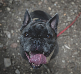Französcihe Bulldogge blickt nach oben