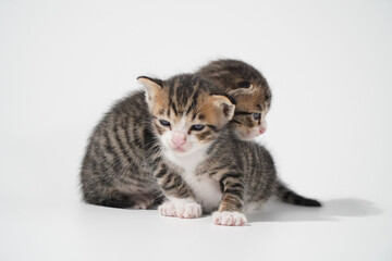 Tabby Cat kitten posing on white background tiger marble stripe