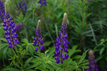 Blooming macro lupine flower. Lupinus, lupin field with purple and blue flower. Bunch of lupines summer flower background. A field of lupines. Violet spring and summer flower.