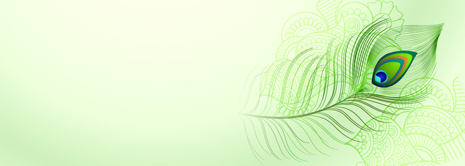 beautiful peacock feather background with text space