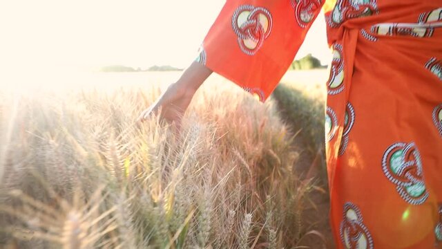 African woman in traditional clothes walking with her hand touching and feeling the crops, wheat or barley, in a farm field in Africa at sunset or sunrise