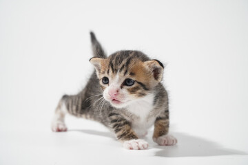 Tabby Cat kitten posing on white background tiger marble stripe