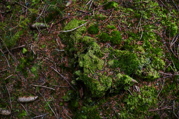 Moss on the forest ground