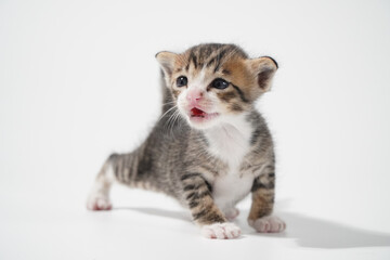 Tabby Cat kitten posing on white background tiger marble stripe