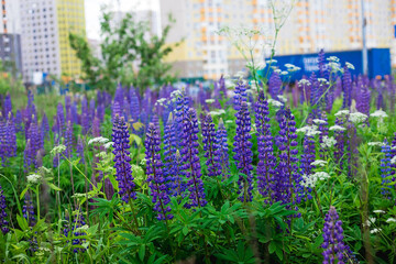 Lupine field on the background of the city. Lupin, a lupine field with a purple and blue flower. Bouquet of lupines summer flower background. Purple spring and summer flower.
