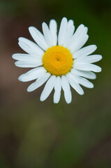 Obraz premium Oxeye Daisy