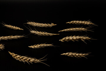 Spikelets of golden wheat,  isolated on black background
