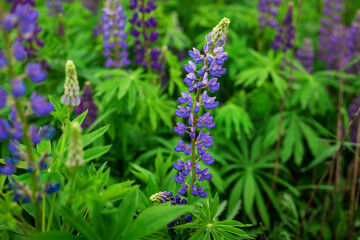 Blooming macro lupine flower. Lupinus, lupin field with purple and blue flower. Bunch of lupines summer flower background. A field of lupines. Violet spring and summer flower.