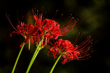 Beautiful red spider lily blossom flower, Cluster amaryllis.