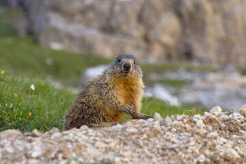 Naklejka na ściany i meble Alpine marmot (Marmota marmota) on the rock 