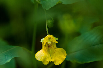 Pale Jewelweed