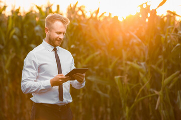 Adult, handsome, stylish, blonde, businessman holding a black tablet and standing in the middle of green and yellow corn field during sunrise.