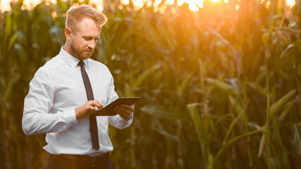 Handsome, stylish, blonde, businessman holding a black, new tablet and standing in the middle of yellow corn field during sunrise.