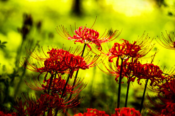 Beautiful red spider lily blossom flower, Cluster amaryllis.