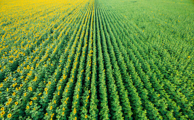 Aerial view to blooming sunflower field, natural texture, perspe