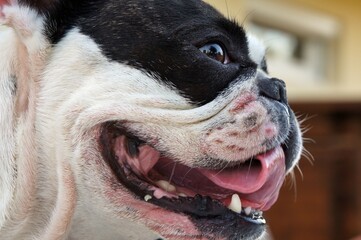 Bouledogue français en gros plan de profil. © Didier Sibourg