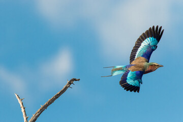 A Lilac-breasted Roller bird flying off with wings spread