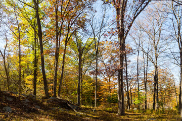 Autumn in the forest