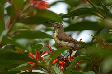 Brown-throated sunbird on a branch