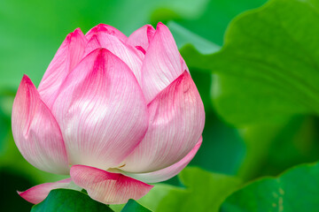 Lotus Flower With Leaves At Ueno, Taito-ku, Tokyo Prefecture, Japan