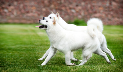 hokkaido dogs on green grass