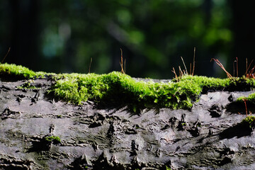 background bokeh abstract bokeh background bokeh effect bokeh green forest nature outdoor plant selective focussun tree wood wood background wood texturegreen moss moss texture natural

