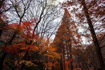 Beautiful, colorful autumn leaves yellow, orange, red.