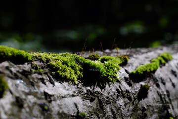 background bokeh abstract bokeh background bokeh effect bokeh green forest nature outdoor plant selective focussun tree wood wood background wood texturegreen moss moss texture natural
