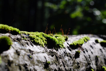 background bokeh abstract bokeh background bokeh effect bokeh green forest nature outdoor plant selective focussun tree wood wood background wood texturegreen moss moss texture natural
