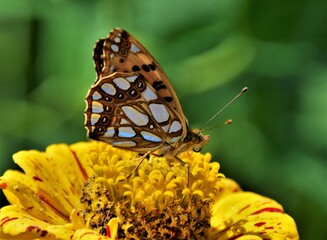 butterfly on yellow flower