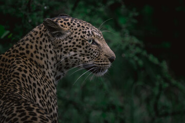 A portrait of a female Leopard photographed from the side.
