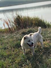 Obraz premium dog in the park