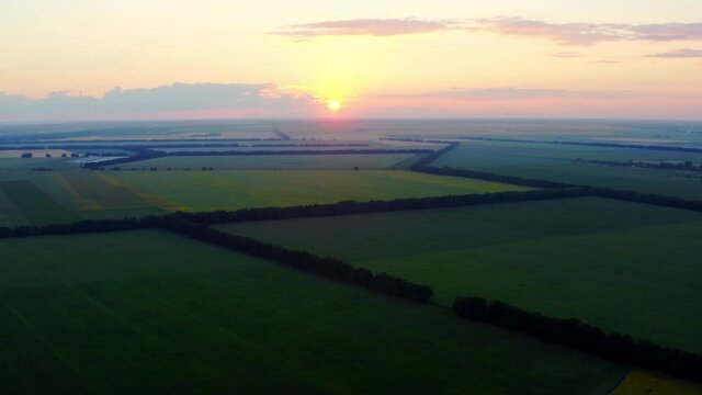 Field plant sunset grass farm countryside nature floar