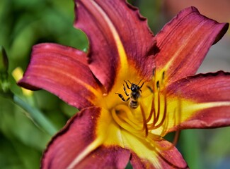 close up of a flower