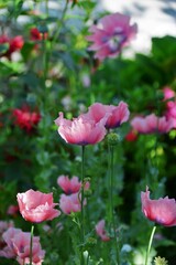 Fototapeta premium pink flowers in the garden