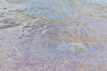 jellyfish in the water on the beach