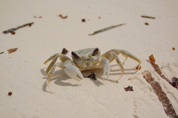 A crab on the beach in Jambiani, Zanzibar