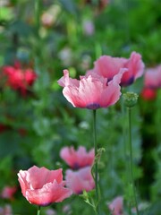 pink poppy flowers in garden
