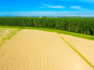 agriculture field on a summer day